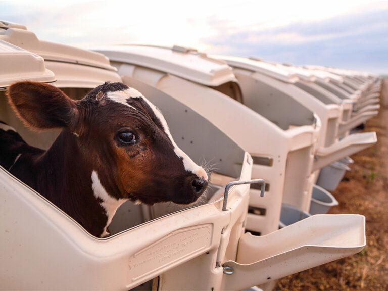 Elevated Calf Hutch Plastic CalfTel