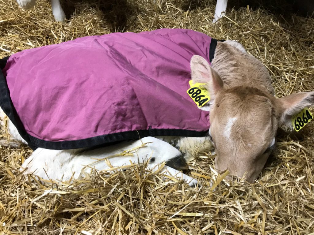 By Kelly Driver, Calf-Tel Eastern US & Canada Territory Manager and Calf Specialist

Proper housing provides a healthy environment for calves and includes four key elements: ventilation, comfort, isolation and economy, according to the CalfTrack Calf Management