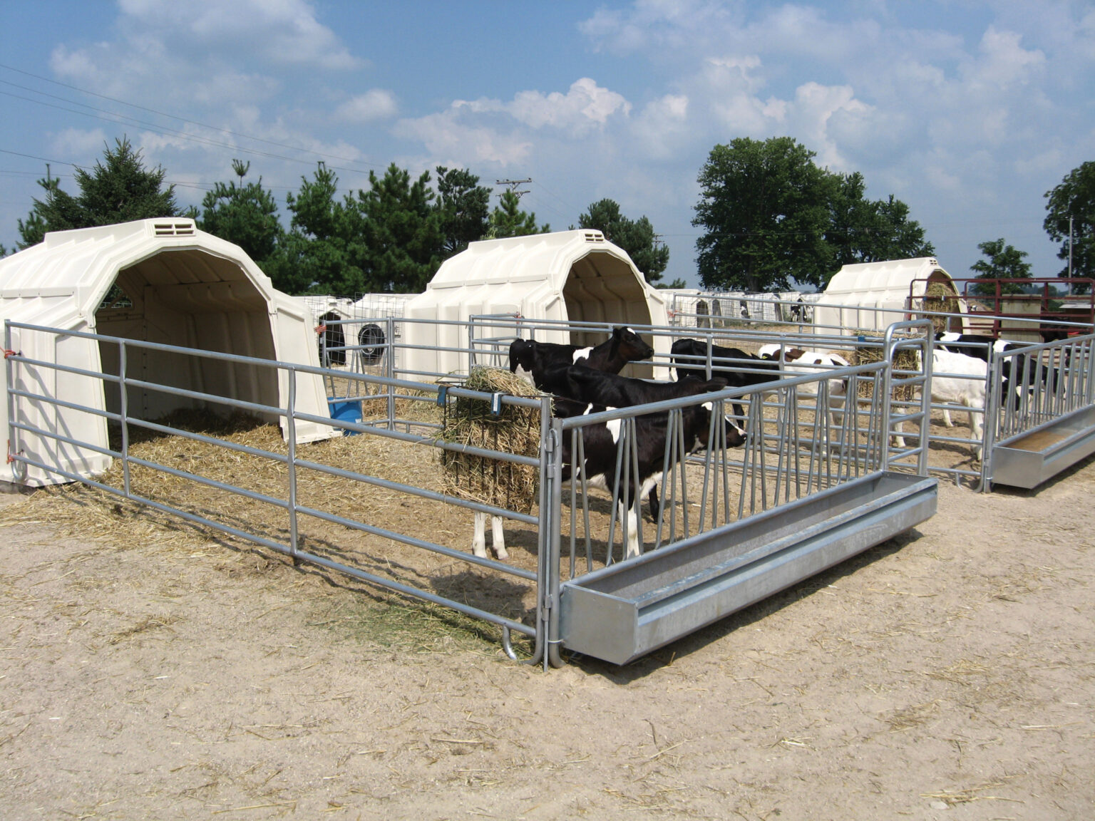 group-calf-housing-hutches-pens-fencing-calf-tel