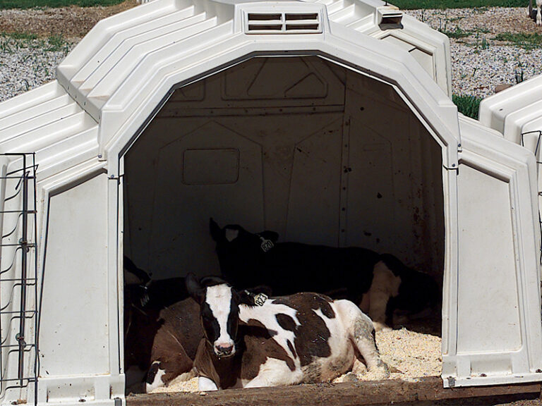 9' x 8' Group Double Calf Hutch Plastic CalfTel