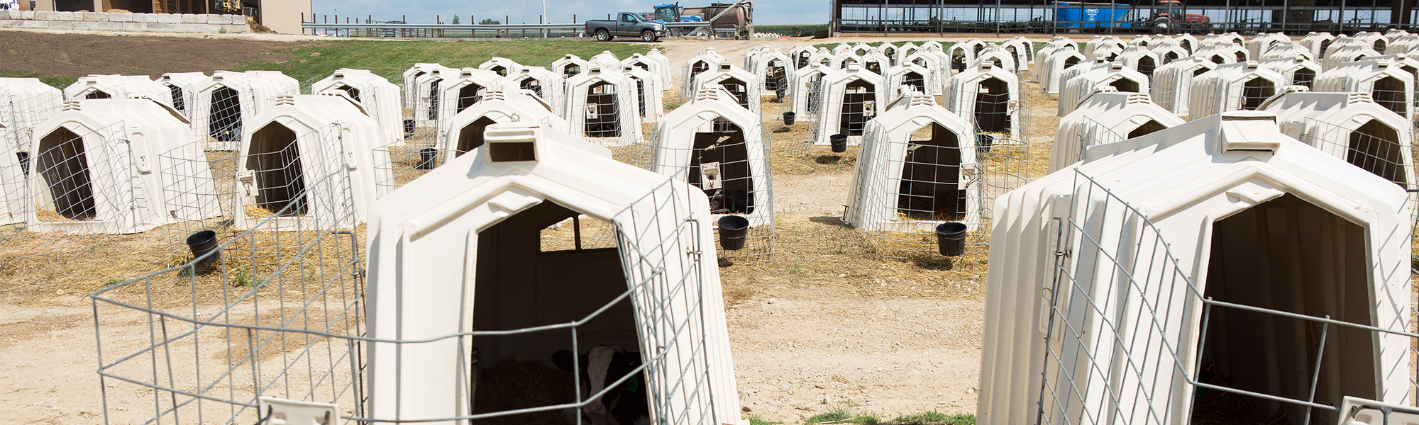 Indoor Calf housing System, Standard Breezeway