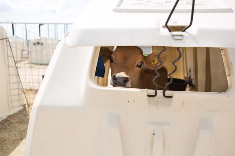 Outdoor Calf Hutches CalfTel