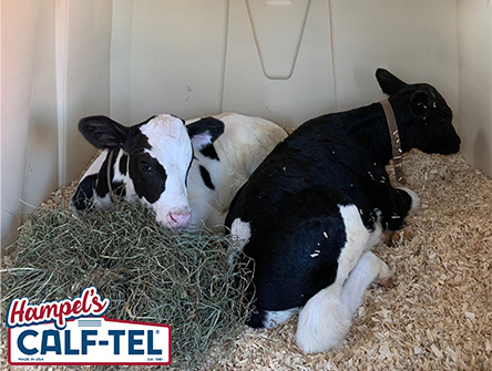 Proper winter ventilation of calf housing can reduce respiratory