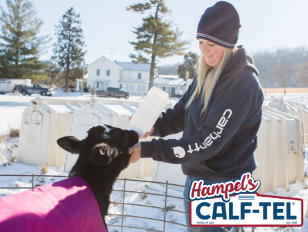 Baby Calf, It's Getting Cold Outside - Calf-Tel